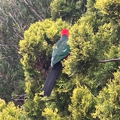 Alisterus scapularis (Australian King-Parrot) at Canyonleigh, NSW - 29 Sep 2025 by blacksheep