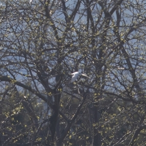 Chroicocephalus novaehollandiae at Fyshwick, ACT - Today by rawshorty