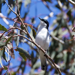 Lalage tricolor at Pialligo, ACT - Yesterday by jb2602