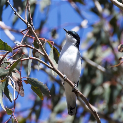 Lalage tricolor (White-winged Triller) at Pialligo, ACT - 4 Oct 2025 by jb2602