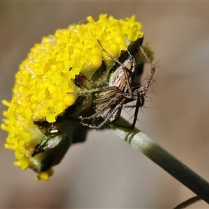 Unverified Spider at Higgins, ACT - Yesterday by MichaelWenke