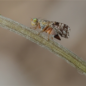 Unverified True fly (Diptera) at Higgins, ACT - Yesterday by MichaelWenke
