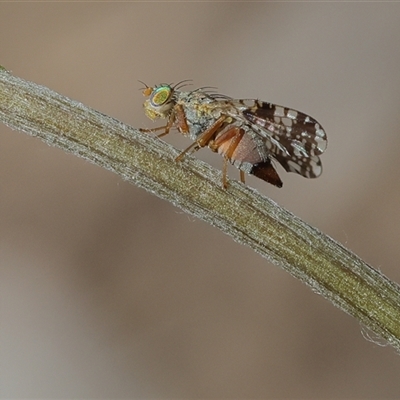 Tephritidae sp. (family) (Unidentified Fruit or Seed fly) at Higgins, ACT - 4 Oct 2025 by MichaelWenke