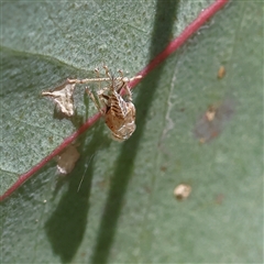 Fulgoroidea (superfamily) (Unidentified fulgoroid planthopper) at Higgins, ACT - 4 Oct 2025 by MichaelWenke