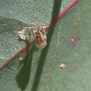 Unverified Insect at Higgins, ACT - Yesterday by MichaelWenke