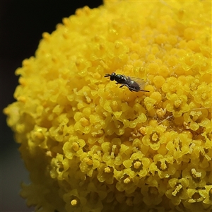 Unverified Insect at Higgins, ACT - Yesterday by MichaelWenke