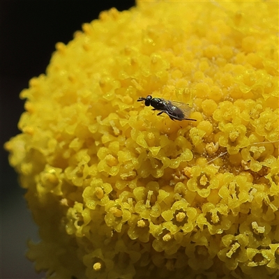 Unverified Insect at Higgins, ACT - 4 Oct 2025 by MichaelWenke