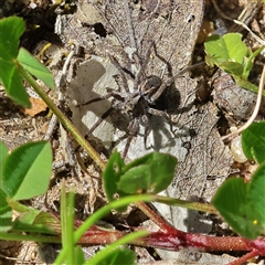 Lycosidae (family) (Wolf spider) at Higgins, ACT - 4 Oct 2025 by MichaelWenke