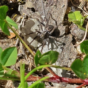 Unverified Spider at Higgins, ACT - Yesterday by MichaelWenke