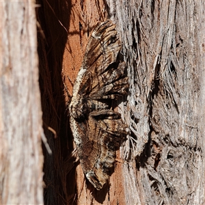 Unverified Moth (Lepidoptera) at Higgins, ACT - Yesterday by MichaelWenke