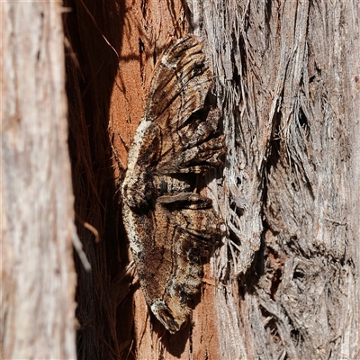 Pholodes sinistraria (Sinister or Frilled Bark Moth) at Higgins, ACT - 4 Oct 2025 by MichaelWenke