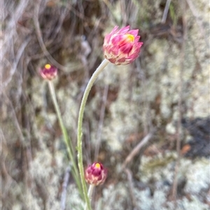 Leucochrysum albicans subsp. tricolor at Kenny, ACT - Today by rhyshardy