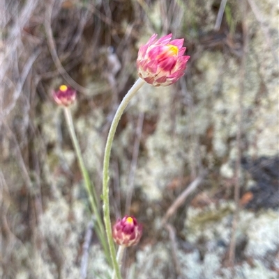 Leucochrysum albicans subsp. tricolor at Kenny, ACT - 5 Oct 2025 by rhyshardy