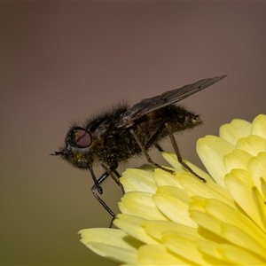 Unverified True fly (Diptera) at Symonston, ACT - Yesterday by rawshorty