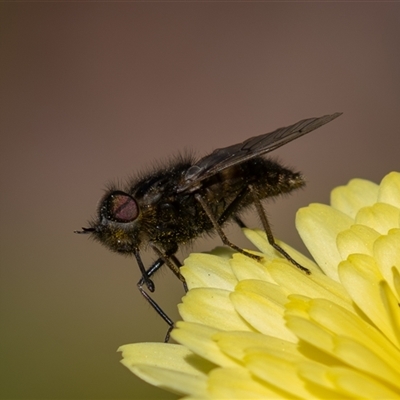 Unverified True fly (Diptera) at Symonston, ACT - 4 Oct 2025 by rawshorty
