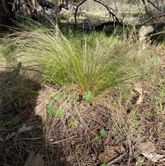 Nassella trichotoma (Serrated Tussock) at Watson, ACT - 5 Oct 2025 by rhyshardy