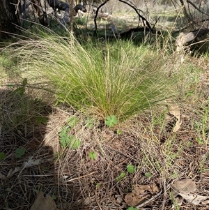 Nassella trichotoma at Watson, ACT - Today by rhyshardy