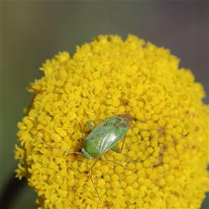 Unverified Insect at Higgins, ACT - Yesterday by MichaelWenke