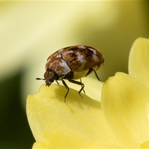 Unverified Beetle (Coleoptera) at Symonston, ACT - Yesterday by rawshorty