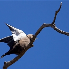 Artamus cyanopterus (Dusky Woodswallow) at Pialligo, ACT - 4 Oct 2025 by jb2602