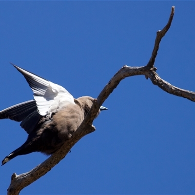 Artamus cyanopterus (Dusky Woodswallow) at Pialligo, ACT - 4 Oct 2025 by jb2602
