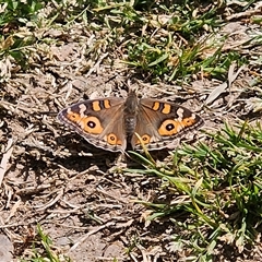 Junonia villida (Meadow Argus) at Braidwood, NSW - 5 Oct 2025 by MatthewFrawley