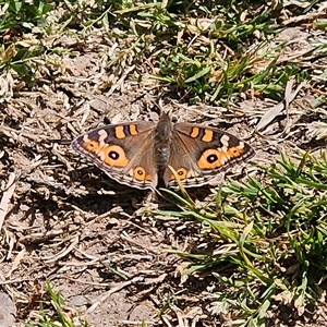 Junonia villida at Braidwood, NSW - Today by MatthewFrawley
