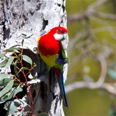 Platycercus eximius at Pialligo, ACT - Yesterday by jb2602