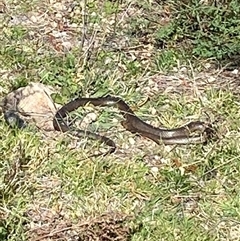 Pseudonaja textilis (Eastern Brown Snake) at Kambah, ACT - 5 Oct 2025 by JillianM