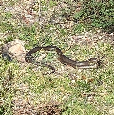 Pseudonaja textilis (Eastern Brown Snake) at Kambah, ACT - 5 Oct 2025 by JillianM