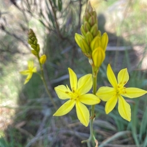 Bulbine glauca at Kambah, ACT - Today by JillianM