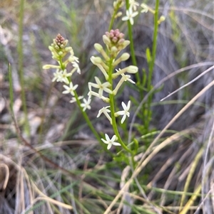 Stackhousia monogyna at Pearce, ACT - Today by JillianM