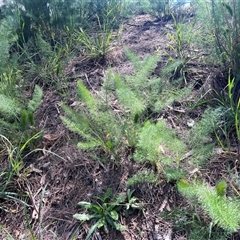Foeniculum vulgare (Fennel) at Scullin, ACT - 3 Oct 2025 by Untidy