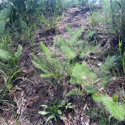 Foeniculum vulgare (Fennel) at Scullin, ACT - 3 Oct 2025 by Untidy