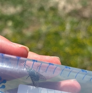 Unverified True fly (Diptera) at Oaks Estate, ACT - Today by KaiDewPHD