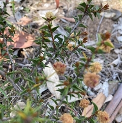 Acacia gunnii (Ploughshare Wattle) at Campbell, ACT - 5 Oct 2025 by SilkeSma