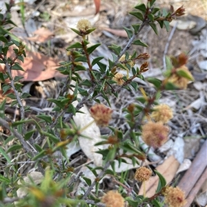 Acacia buxifolia subsp. buxifolia at Campbell, ACT - Today by SilkeSma