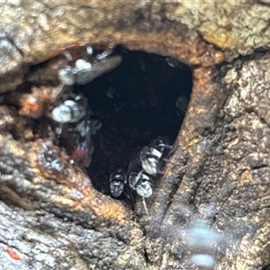 Apis mellifera at Lorne, NSW - Today by Butlinz