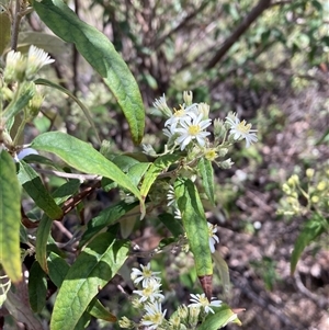 Olearia lirata at Campbell, ACT - Today by SilkeSma