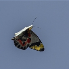 Delias harpalyce (Imperial Jezebel) at Ainslie, ACT - 5 Oct 2025 by rawshorty