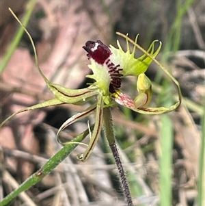 Caladenia atrovespa at Acton, ACT - Today by Clarel