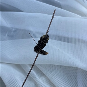 Unverified Butterfly (Lepidoptera, Rhopalocera) at Campbell, ACT - Today by KaiDewPHD