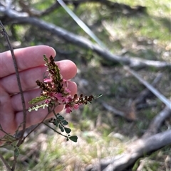 Indigofera adesmiifolia (Tick Indigo) at Campbell, ACT - 5 Oct 2025 by KaiDewPHD