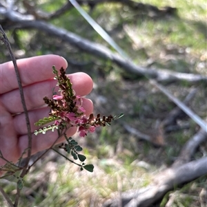 Unverified Plant at Campbell, ACT - Today by KaiDewPHD