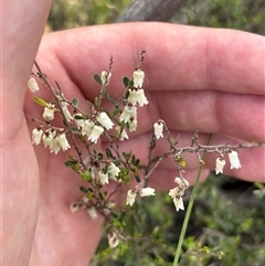 Cryptandra amara (Bitter Cryptandra) at Campbell, ACT - 5 Oct 2025 by KaiDewPHD