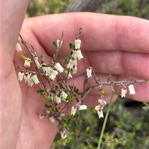Cryptandra sp. at Campbell, ACT - Today by KaiDewPHD