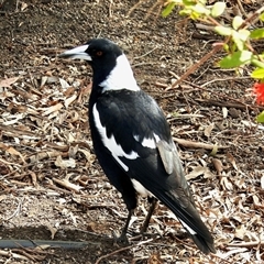 Gymnorhina tibicen (Australian Magpie) at Aranda, ACT - 5 Oct 2025 by KMcCue