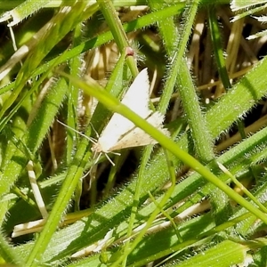 Unverified Moth (Lepidoptera) at Aranda, ACT - Today by KMcCue