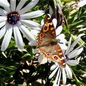 Junonia villida at Aranda, ACT - Today by KMcCue