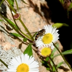 Syrphini (tribe) (Unidentified syrphine hover fly) at Aranda, ACT - 5 Oct 2025 by KMcCue